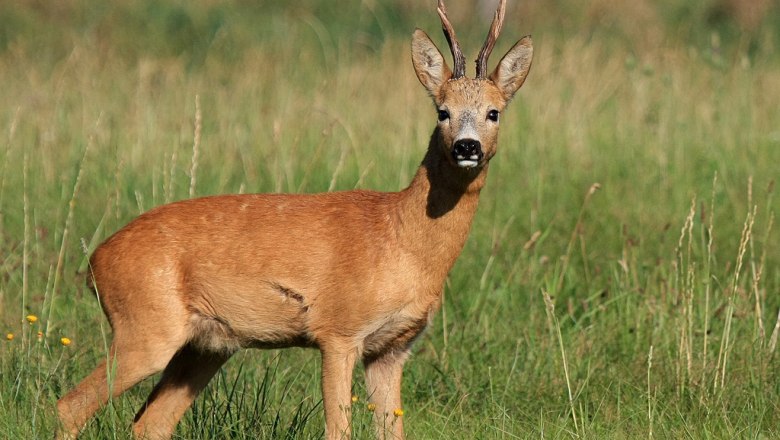 Jagdmöglichkeit, © Franz Inghofer Jagdmöglichkeit, © Franz Inghofer