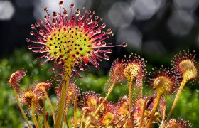 Rundblättriger Sonnentau, © Wolfgang Dolak Rundblättriger Sonnentau, © Wolfgang Dolak