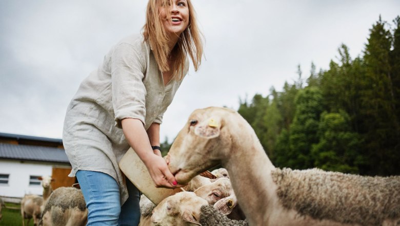 Schafe, © Waldviertel Tourismus, Gerhard Wasserbauer Eine Frau füttert Schafe auf einer Wiese vor einem Wald.