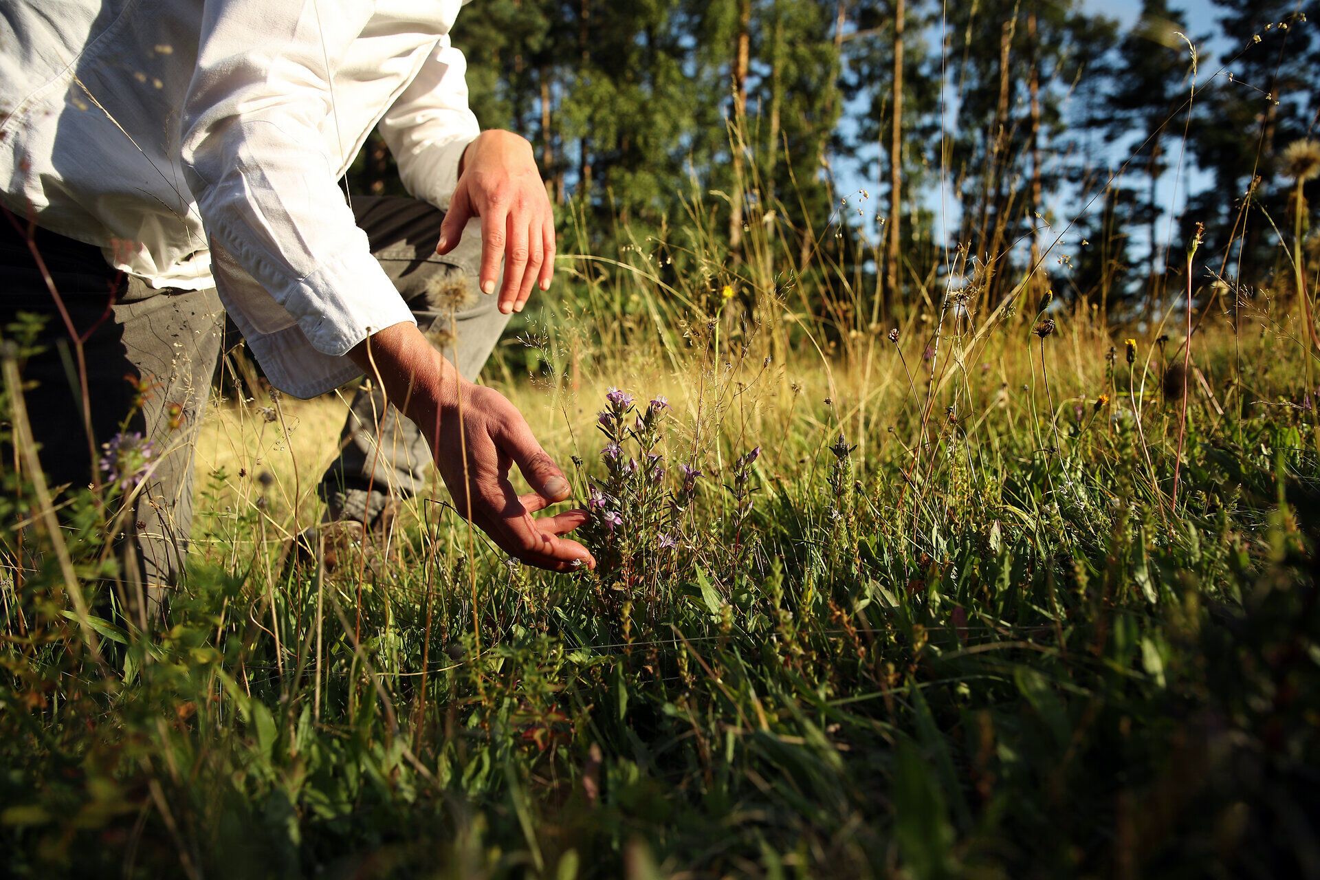 Ein Mann greift in eine hochstehende, artenreiche Wiese im Naturpark Nordwald Grosspertholz.