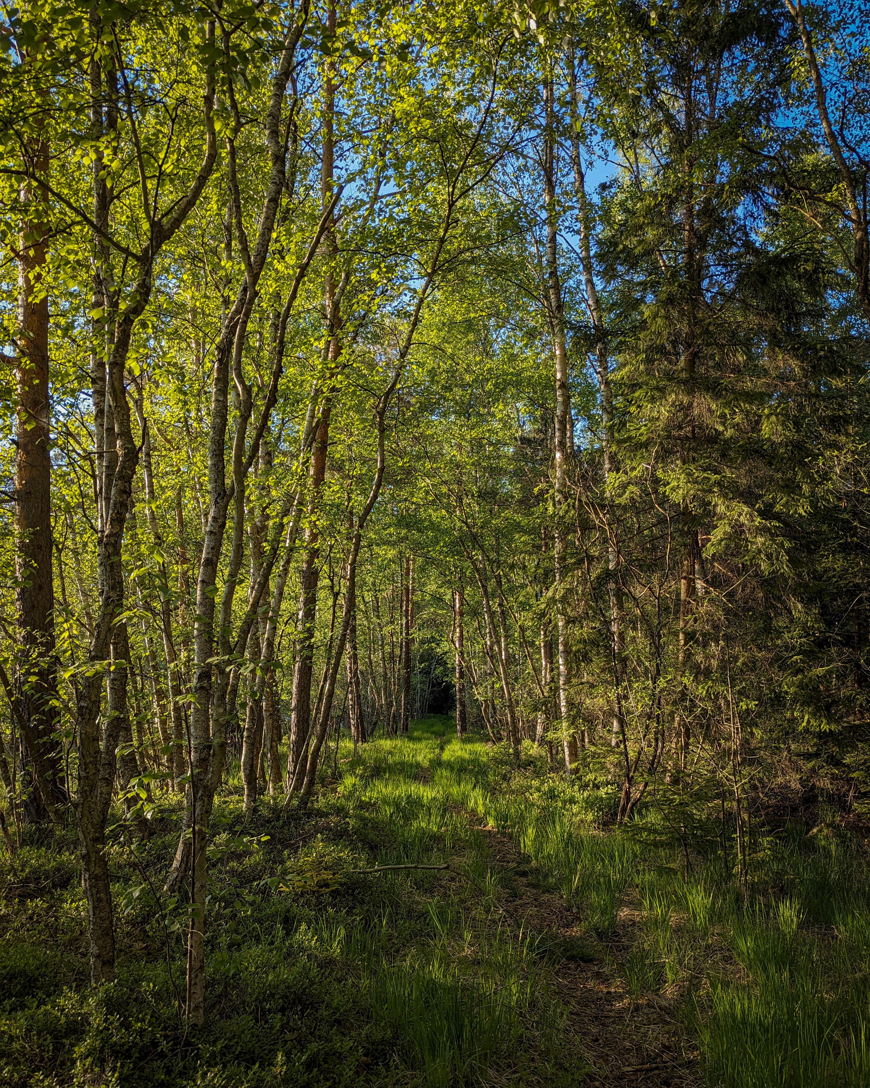 Ein Pfad im Wald
