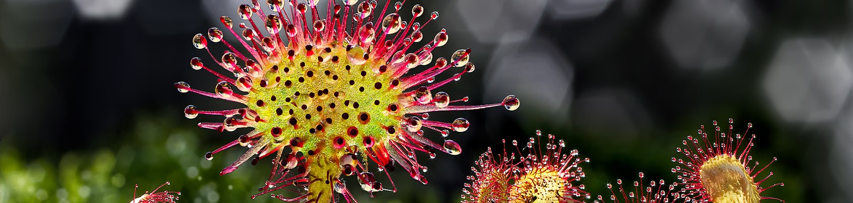 Rundbl&auml;ttriger Sonnentau, &copy; Wolfgang Dolak