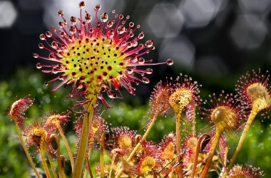 Rundblättriger Sonnentau, © Wolfgang Dolak