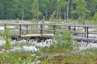 Raised bog, © Wolfgang Dolak