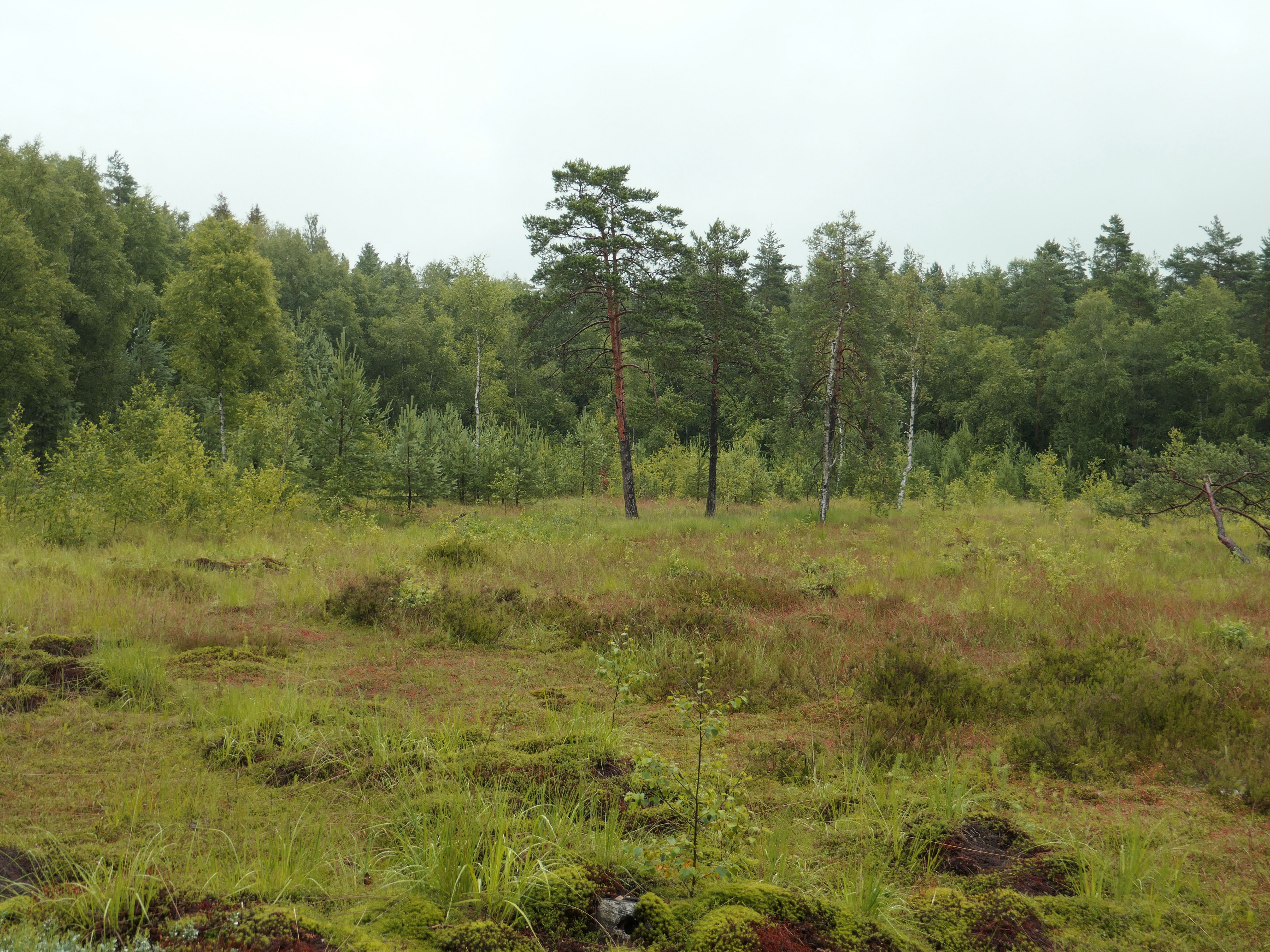 Eine Moorlandschaft bei regnerischem Wetter
