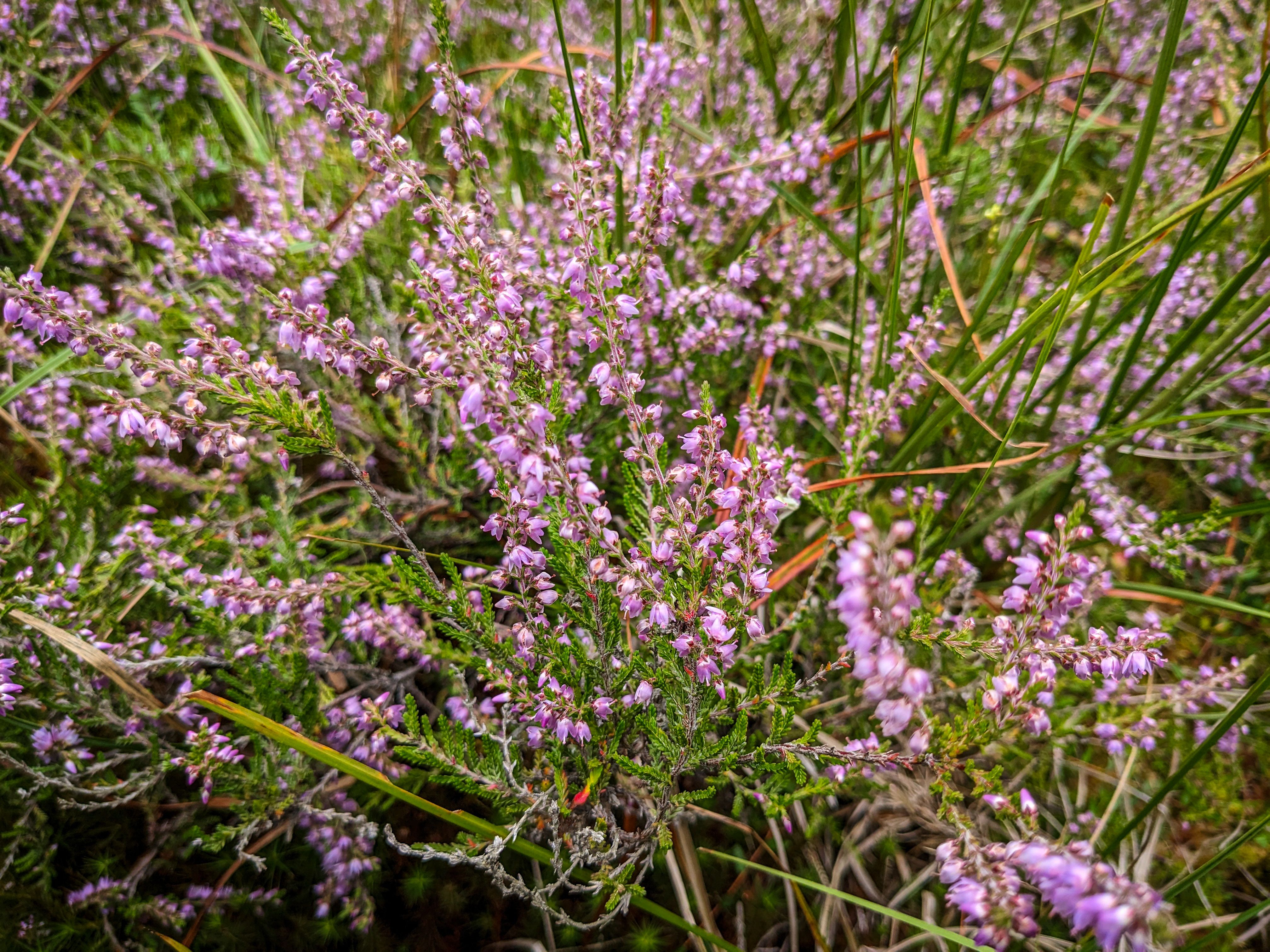 Nahaufnahme einer Pflanze mit lila Blüten