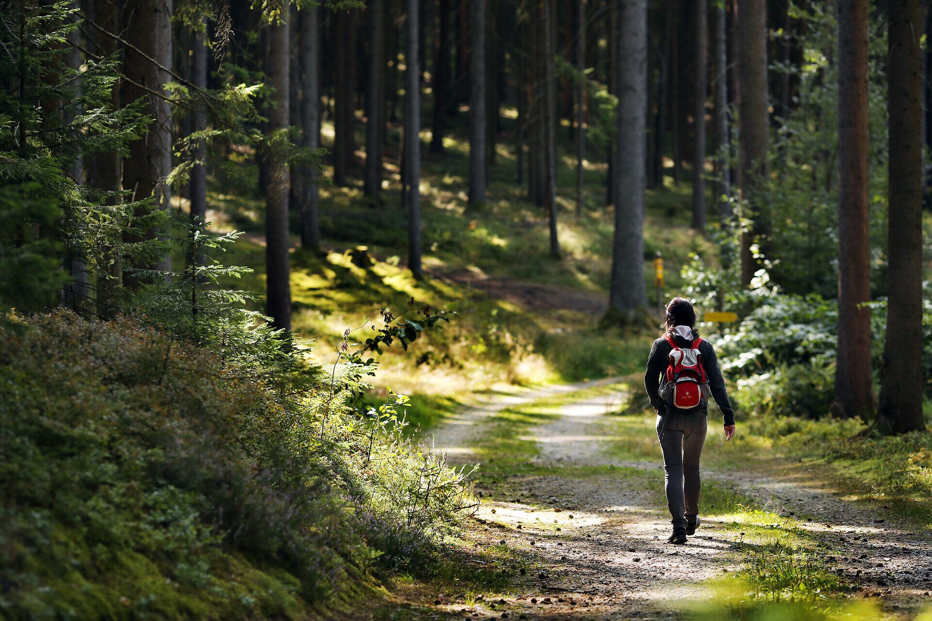 Eine Frau wandert entlang einer Schotterstraße im Wald im Naturpark Heidenreichstein.