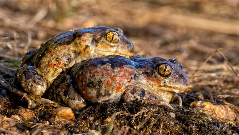 Knoblauchkröten-Paarung, © Wolfgang Dolak
