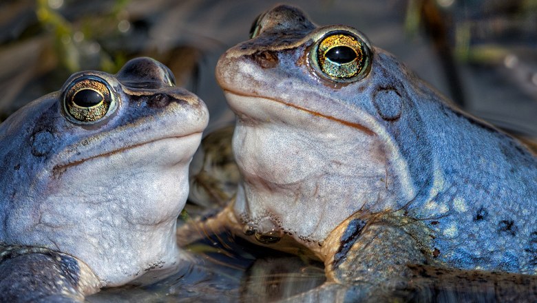 Moorfrosch zur Paarungszeit, © Wolfgang Dolak