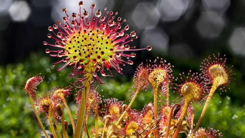 Rundblättriger Sonnentau, © Wolfgang Dolak