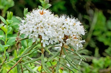Rojovn&iacute;k bahenn&iacute;, &copy; Wolfgang Dolak