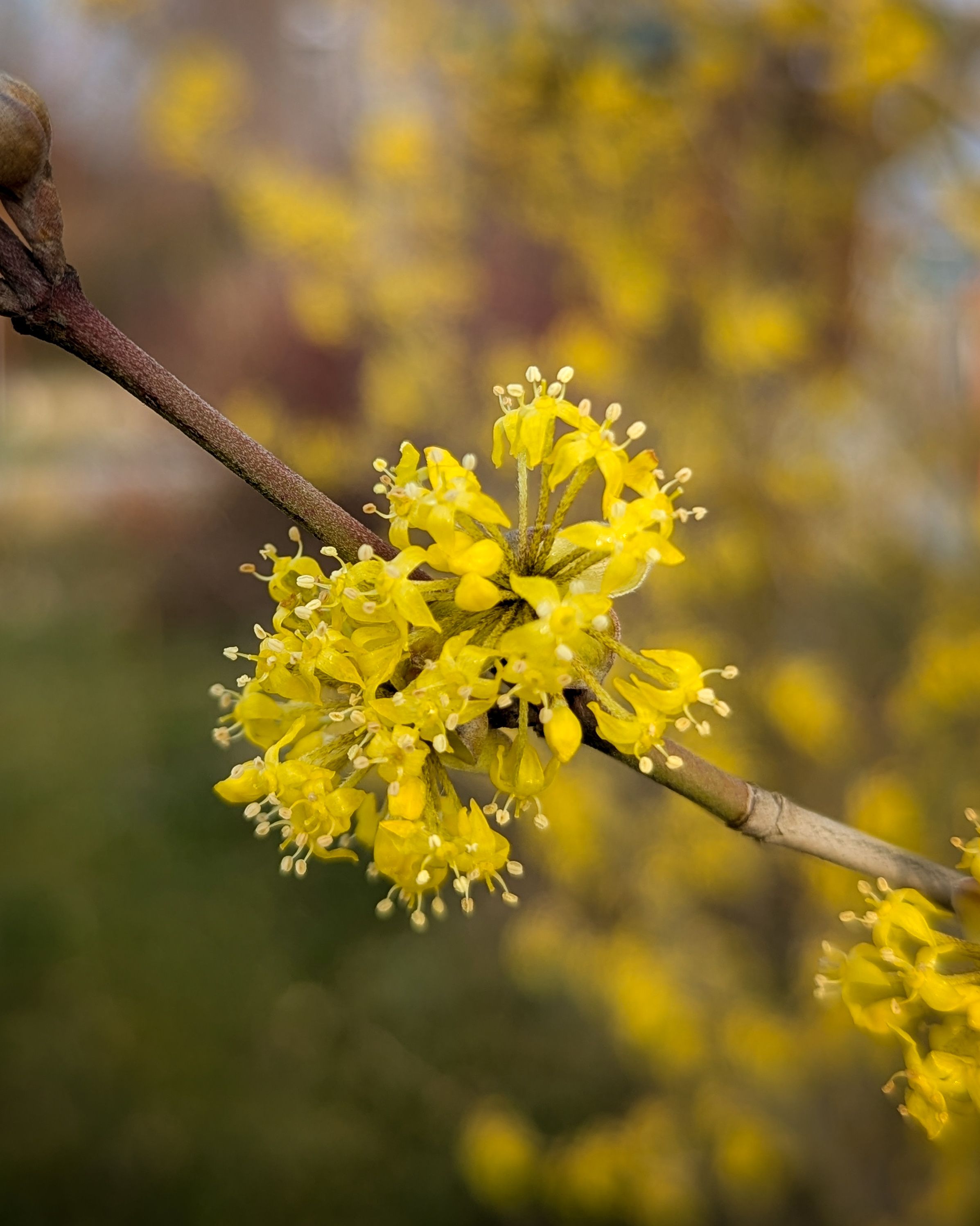 Eine gelbe Blüte auf einem Zweig