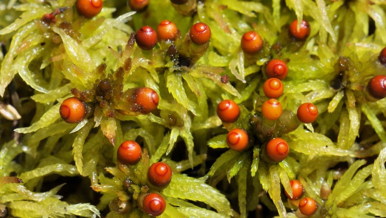 Various peat moss species, © Wolfgang Dolak