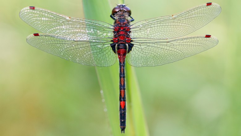 Northern white-faced darter, © Carsten Siegel - Wikimedia Commons