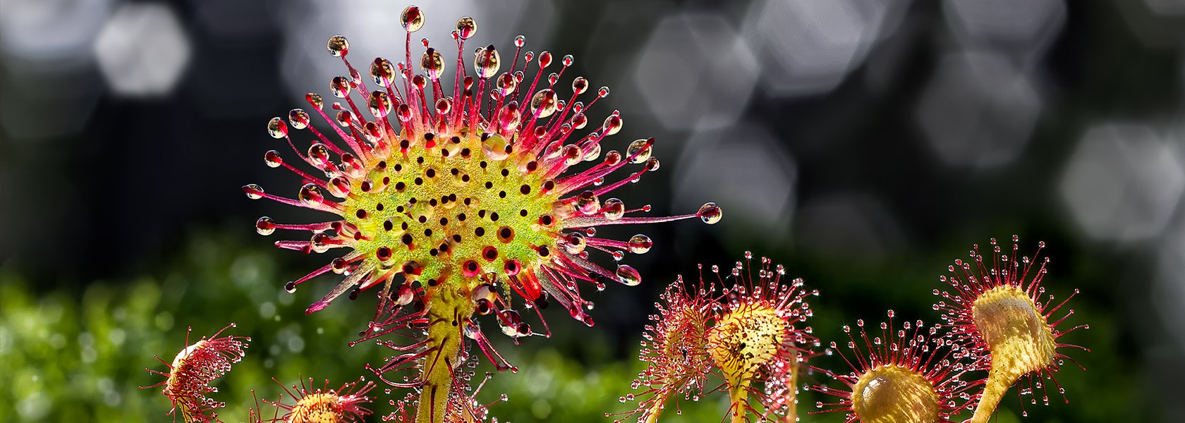 Rundblättriger Sonnentau, © Wolfgang Dolak